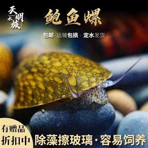 魚缸螺種類|水草缸中常用工具螺介紹